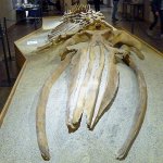 Balenottera di Valmontasca al Museo paleontologico di Asti - Foto F. Chiaretta